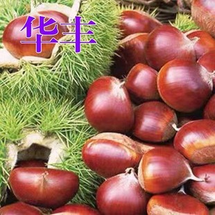 华丰板栗树苗毛栗子嫁接苗南北方种植当年结果板栗苗盆栽地栽