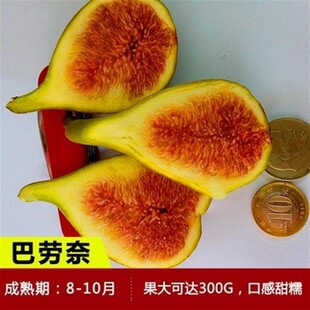 无花果树果苗矮化盆栽果波姬红金傲芬斯特拉庭院无花果苗树苗