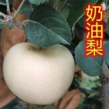 新品种奶油梨果树苗嫁接雪