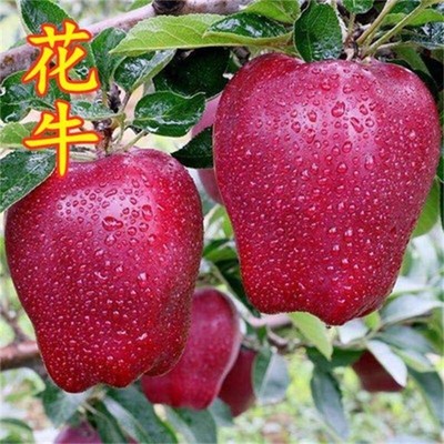 蛇果苹树苗嫁接花牛盆栽地