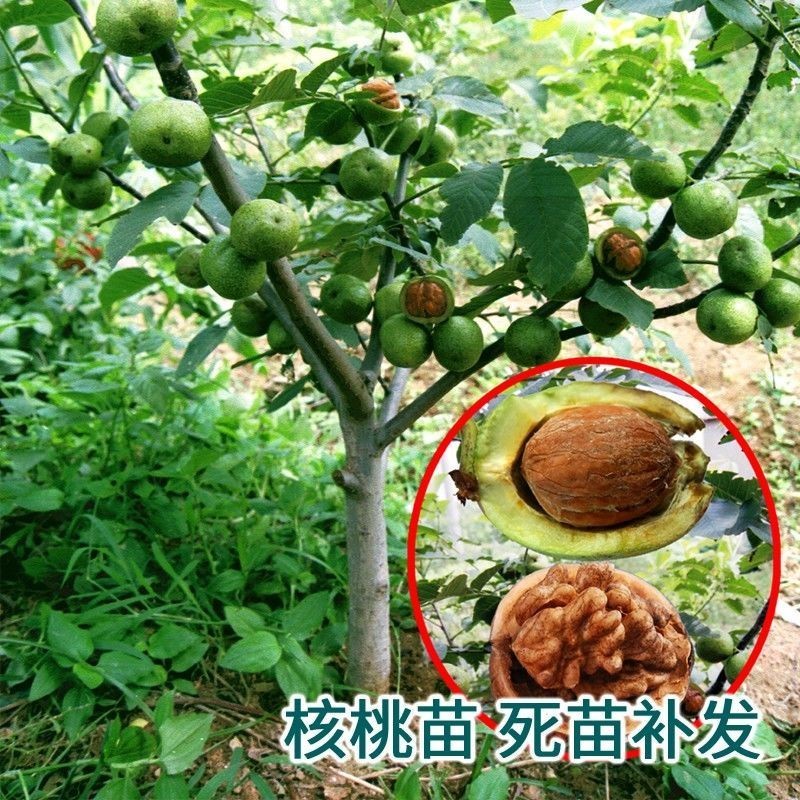 核桃树苗嫁接果树苗香玲核桃新疆薄皮核桃苗耐寒南方北方种植地栽