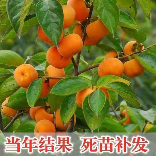 新品种巧克力脆皮柿子树苗