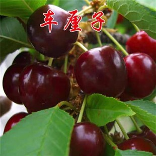 正宗车厘子嫁接大樱桃苗 抗旱耐寒樱桃树苗果树苗 南方北方种植