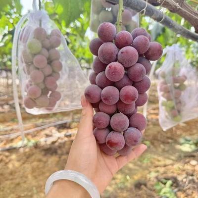 妮娜皇后葡萄树苖大苖果树果苖爬藤南方种植葡萄树苖当年结果苖