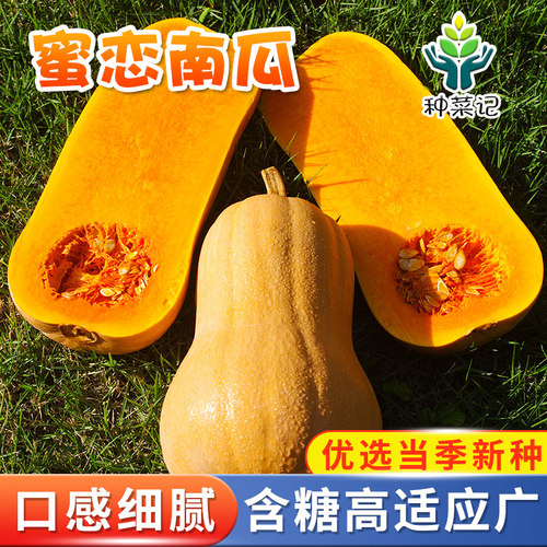 蜜恋南瓜种子超甜奶油