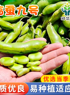 临蚕9号蚕豆种子种籽特大中熟高产菜籽阳台盆栽南方四季蔬菜孑