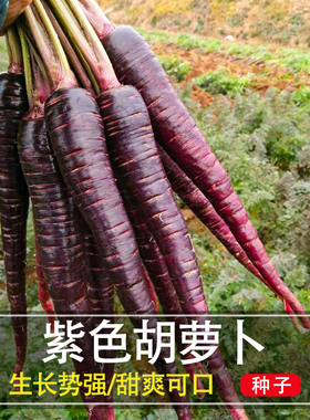紫色胡萝卜种子杂交萝卜种籽欧诺德晚熟盆栽四季春季秋农家蔬菜孑