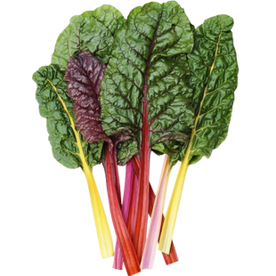 多彩甜菜种子叶用甜菜根达菜籽牛皮菜种特色蔬菜儿童辅餐蔬菜种子