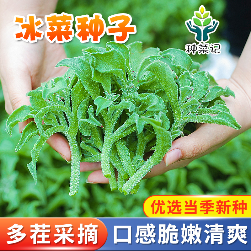 阳台盆栽水晶冰菜种子