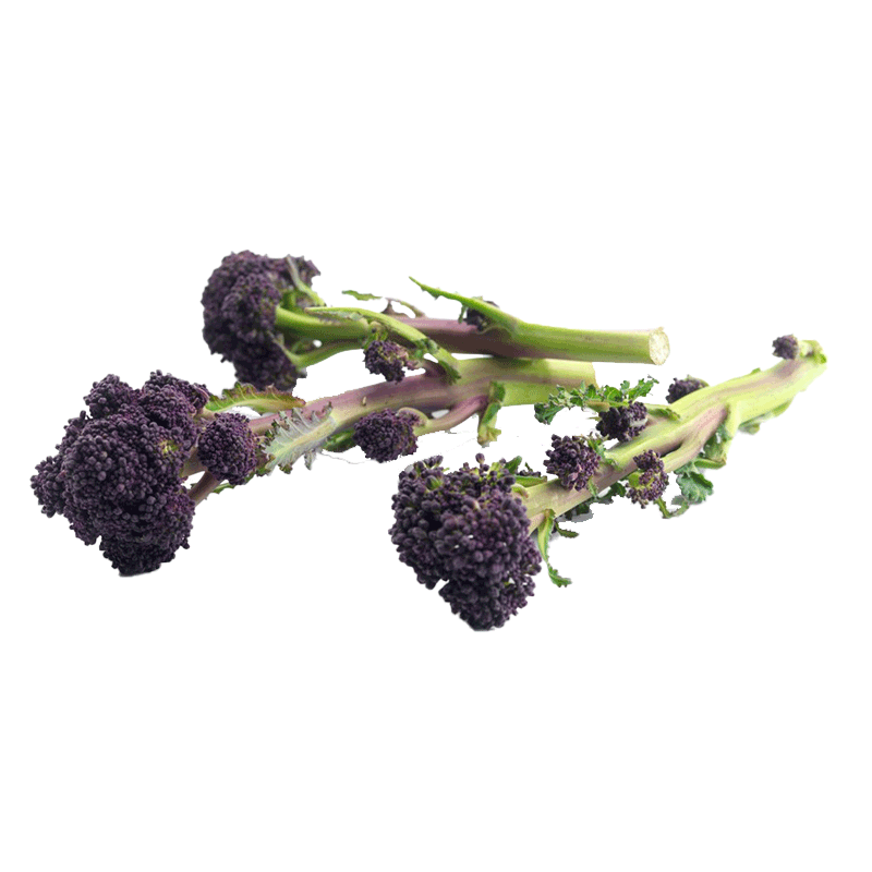 紫色西兰苔种子种籽紫花芥兰