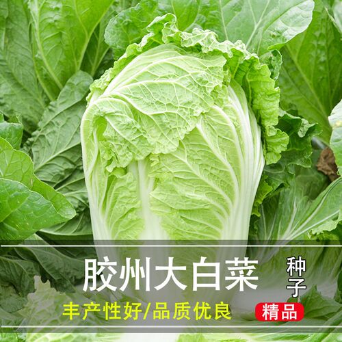 正宗山东胶州大白菜种子