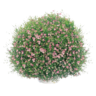 吉普赛满天星种子易活花种籽子四季播种开花卉庭院室外花种子