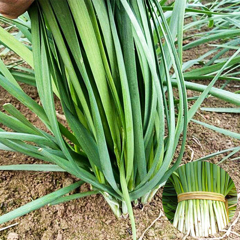 寒青韭霸白根韭菜种子宽叶韭菜籽四季秋冬季阳台盆栽农家蔬菜孑