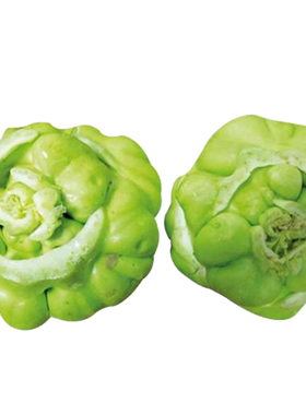 蔬菜北方高产秋季根茎类种子