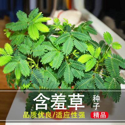 绿植趣味四季蔬菜孑含羞草种子