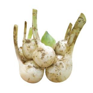 小根蒜种子大脑瓜山蒜种籽四季春季秋季阳台盆栽农家蔬菜孑