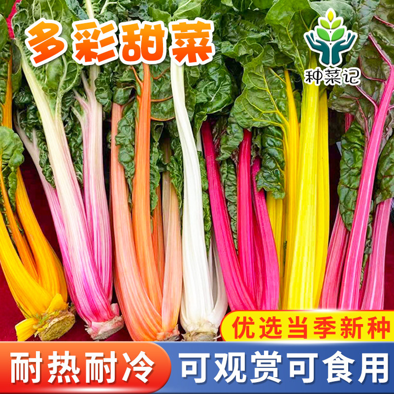 多彩甜菜种子叶用甜菜根达菜籽牛皮菜种特色蔬菜儿童辅餐蔬菜种子