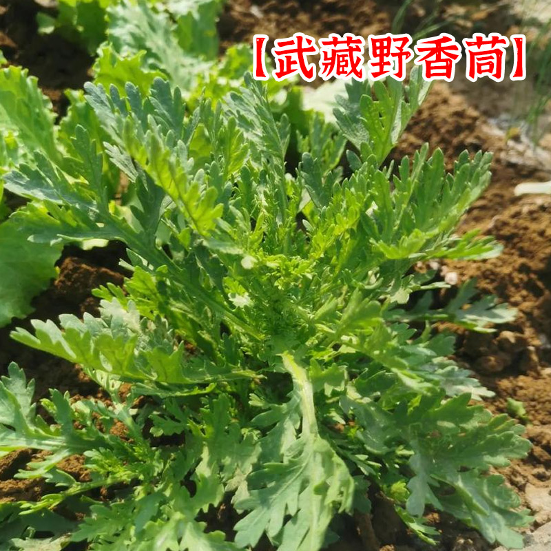 中叶茼蒿武藏香茼种子大全农家种籽菜籽四季皇帝菜种苗蔬菜种孑图片