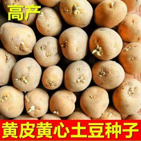 黄皮土豆种孑种子种籽马铃薯种黄心带芽本地高产特大批发发芽原种