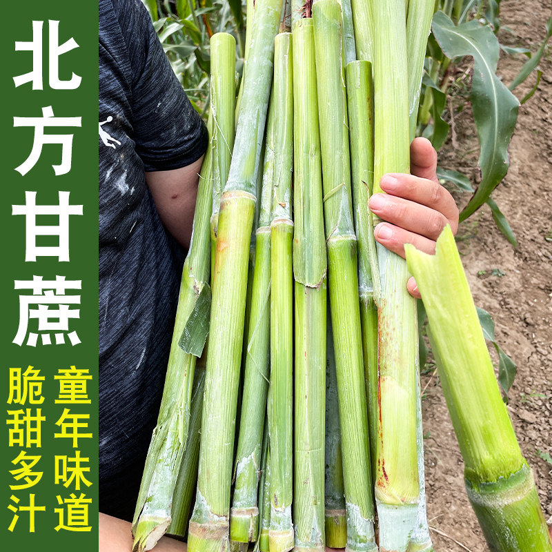北方甘蔗种子青皮小甘蔗种籽甜杆高粱种植南方水果四季高产甜杆孑