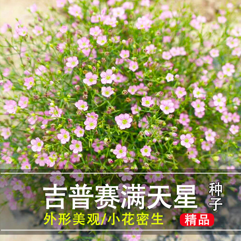 吉普赛满天星种子易活花种籽子四季播种开花卉庭院室外花种子