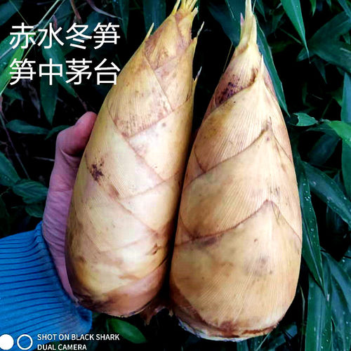 冬笋新鲜现挖赤水野生楠竹竹笋