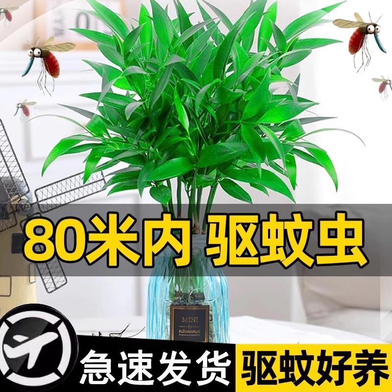 驱蚊竹柏办公室桌面驱蚊草大棵室内水养绿植花卉盆栽好养水培植物