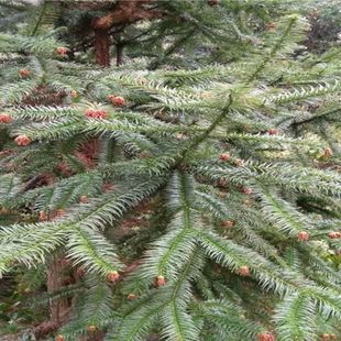 【现摘杉树叶】新鲜天然杉树叶草药名茶园林绿景装饰道具沙树550g