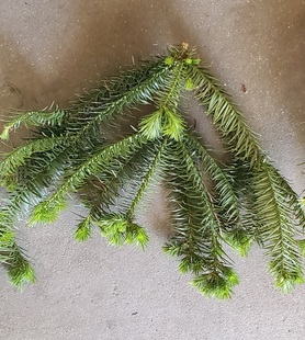 现摘杉树叶新鲜天然杉树叶草药名茶园林绿景装饰道具杉树叶新鲜