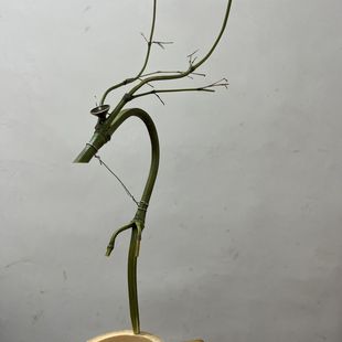 龙挂香倒流香竹架香插竹子实心竹小洞原材料玉竹手工制作布景装饰