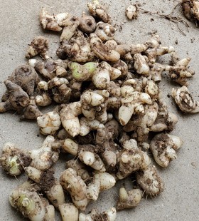 中药材新款白芨新鲜草药白及山小白鸡药用百级500g克乳小白芨野