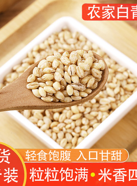 白青稞新货青海西藏高原生白色青稞米农家自产杂粮粗粮煮粥新米