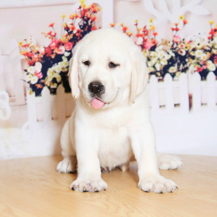 纯种拉布拉多幼犬奶白色黑色拉布拉多导盲犬神犬小七活体宠物狗狗