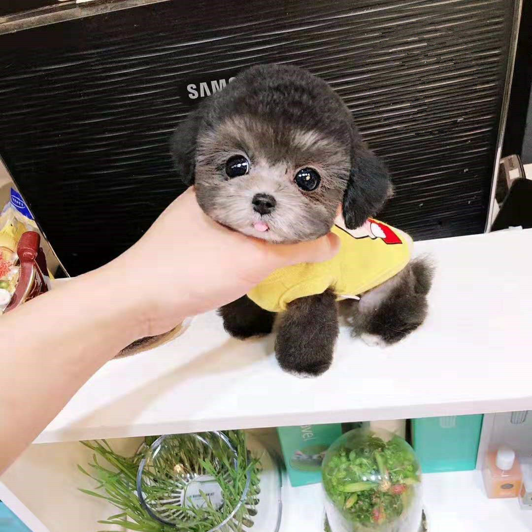 纯种灰泰迪幼犬活体宠物狗狗灰贵宾灰色泰迪犬玩具体长不大小体犬