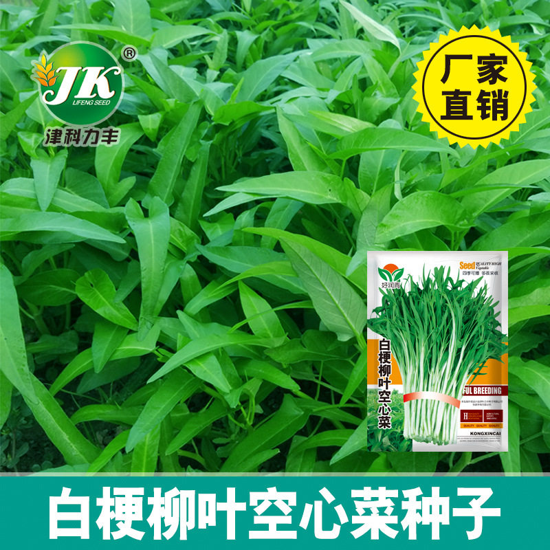 白梗柳叶空心菜种子小叶白骨四季播种阳台盆栽田园水培蔬菜种子籽