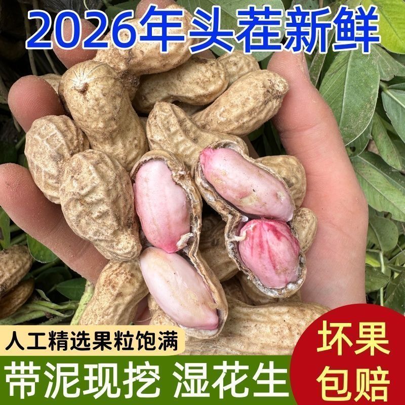 新鲜花生湿花生带泥带壳粉皮多粒