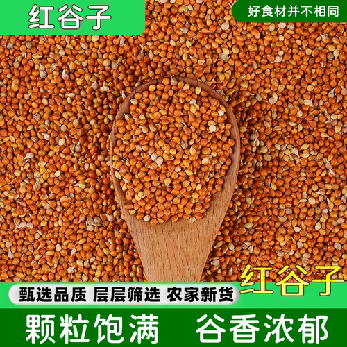 新红谷子5斤带壳栗谷农家自产玄风牡丹鹦鹉农产品五谷杂粮