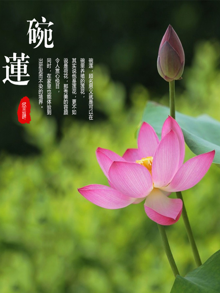 碗莲草缸睡莲水草种子植物鱼缸造景懒人活体荷花养鱼四季种籽浮萍