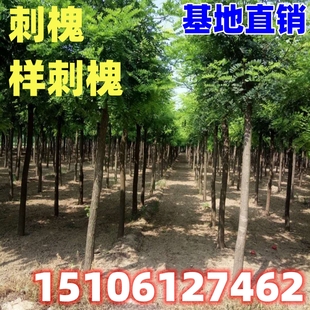 槐树苗洋槐树苗刺槐树苗紫穗槐树苗国槐树爬山虎苗护坡固土行道树