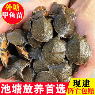新鲜小甲鱼活苗子鲜活大苗水鱼团鱼外塘批发中华鳖乌龟王八宠物