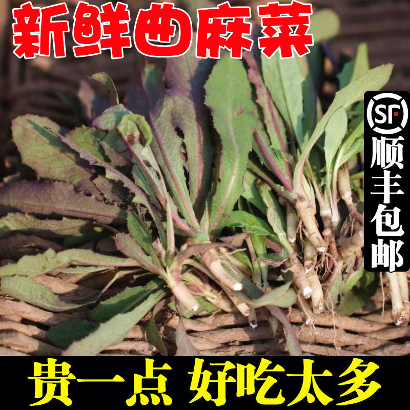 曲麻菜新鲜野生苦麻菜苗苦菜野菜曲曲菜苣荬菜东北特产蘸酱菜组合