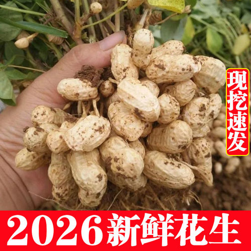 2026年新鲜花生带壳农家现挖现
