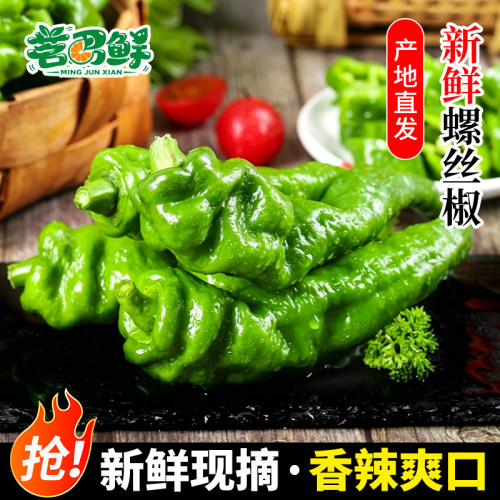 螺丝椒新鲜现摘农家自种当季蔬菜
