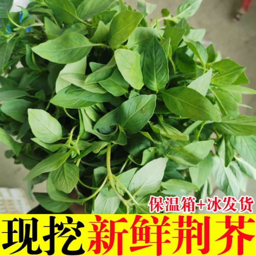 河南荆芥菜新鲜现摘农家特产蔬菜