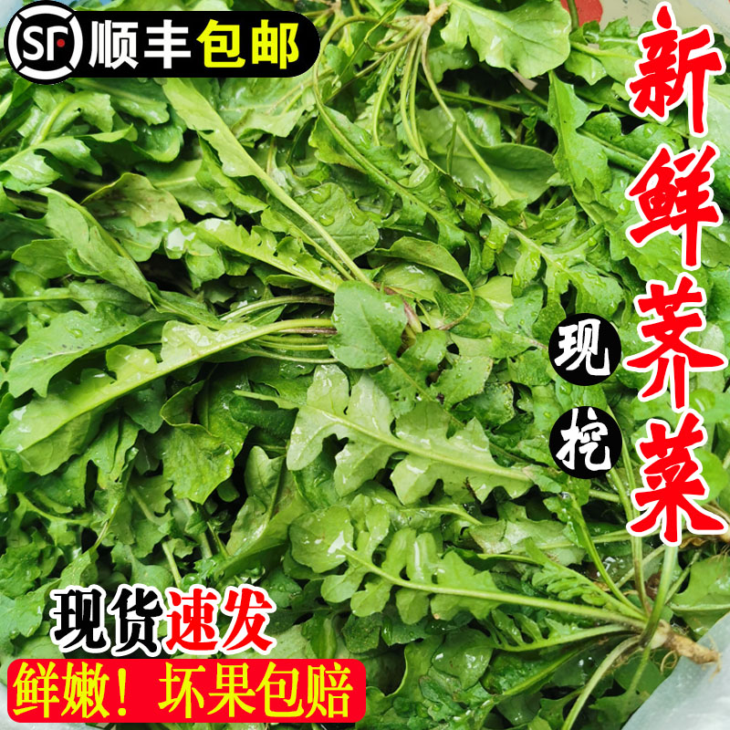 顺丰包邮荠菜野菜新鲜现挖地菜图片