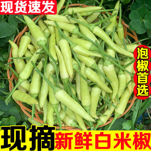 小米辣椒新鲜现摘野山椒朝天椒