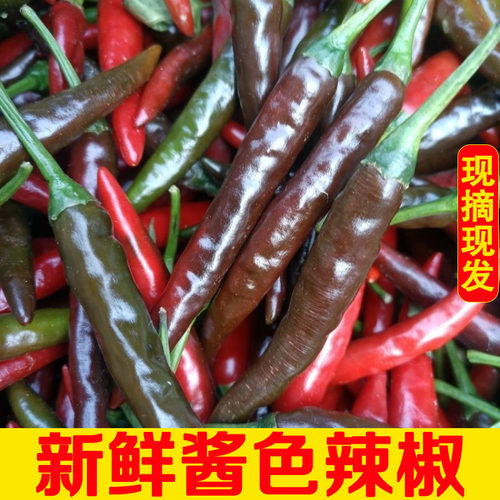 新鲜乌红辣椒酱色小米椒现摘速发