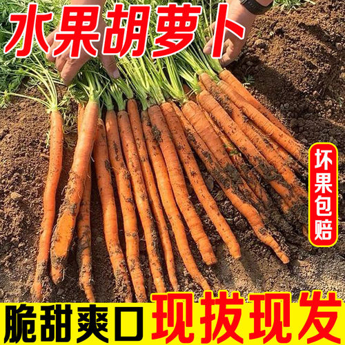 帝王系水果胡萝卜生吃即食蔬菜