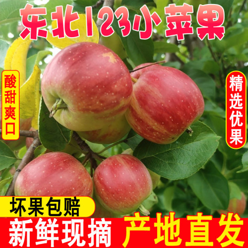 东北123小苹果新鲜水果现摘应季
