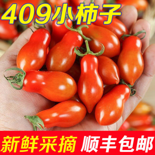 新鲜水果整箱 东北409小柿子小番茄圣女果小西红柿花生小柿子当季